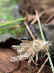 Melanoplus scudderi