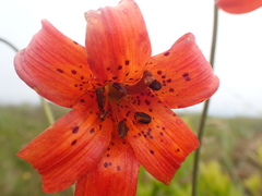 Lilium maritimum