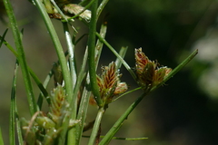 Cyperus bipartitus