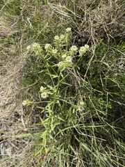 Lepidium montanum