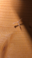 Emmelina monodactyla