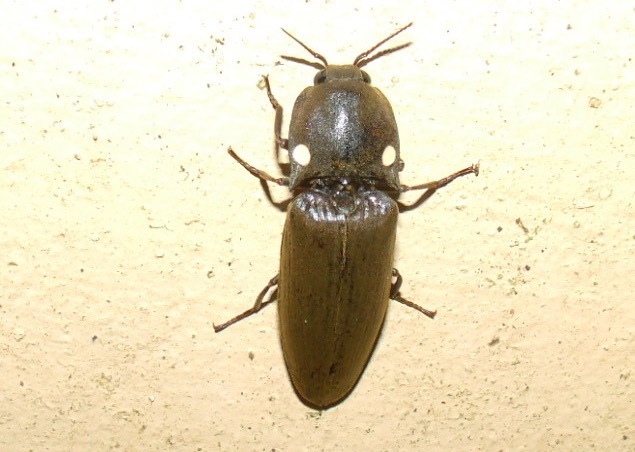 Deilelater mexicanus