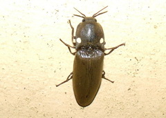 Deilelater mexicanus