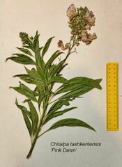 × chitalpa tashkentensis