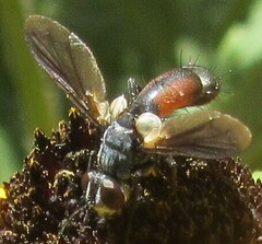 Cylindromyia intermedia