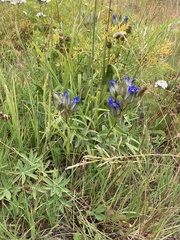 Gentiana parryi