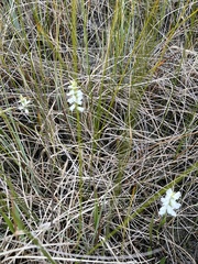 Spiranthes cernua