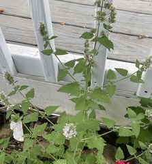 Nepeta cataria