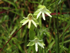 Habenaria trifida