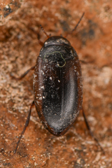 Hydroporus