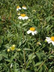 Bidens alba