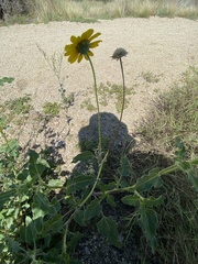 Helianthus