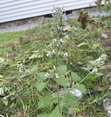 Nepeta cataria