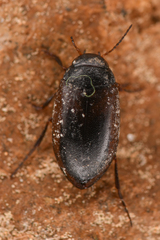 Hydroporus