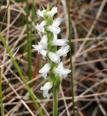 Spiranthes cernua