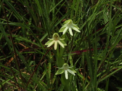 Habenaria trifida