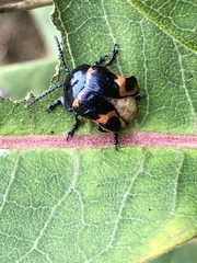 Labidomera clivicollis