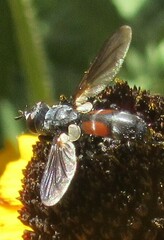 Cylindromyia intermedia