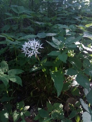Allium ursinum