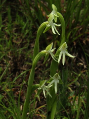Habenaria trifida