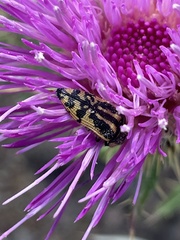 Acmaeodera amplicollis