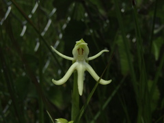 Habenaria trifida