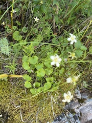Parnassia fimbriata