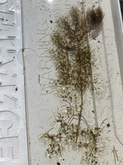 Utricularia geminiscapa