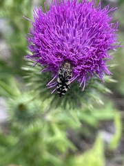 Acmaeodera amplicollis