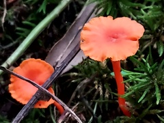 Cantharellus cinnabarinus