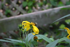 Bombus impatiens