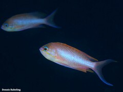 Anthias anthias