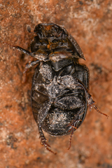 Aphodiinae