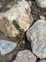 Vespula pensylvanica