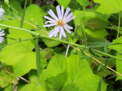 Symphyotrichum subspicatum