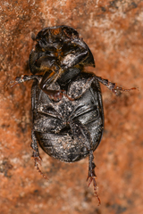 Aphodiinae