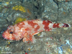 Scorpaena canariensis