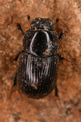 Aphodiinae
