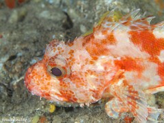 Scorpaena canariensis