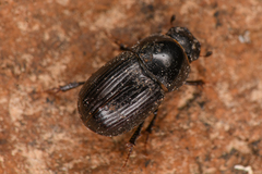 Aphodiinae