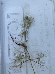 Utricularia purpurea