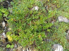 Salix hastata