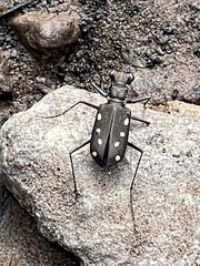 Cicindela ocellata
