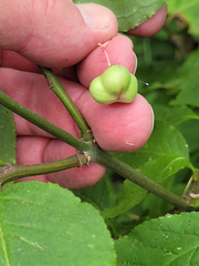 Euonymus occidentalis