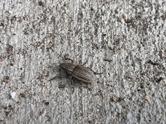 Naupactus leucoloma