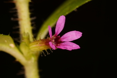 Cuphea carthagenensis