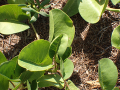 Ipomoea pes-caprae