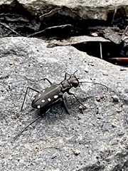 Cicindela ocellata