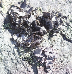 Umbilicaria