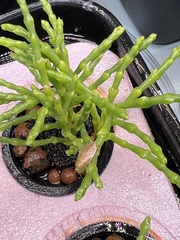 Ectobius pallidus